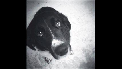 Fur Babys Grooming - (704) 228-0242