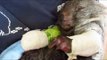 Injured Wombat Recovers After Treatment at Sanctuary