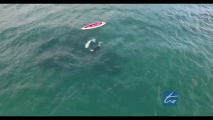 Drone Captures Kayaker's Fascinating Orca Encounter