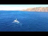 Drone Video Shows Whale Breaching and 'Waving' in Byron Bay