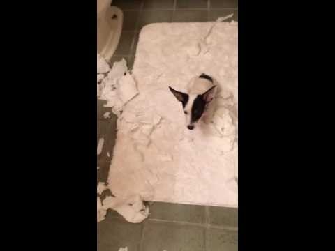 Guilty Terrier Is Found in Pile of Shredded Toilet Paper