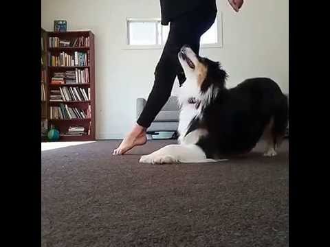 Australian Shepherd Proves It Can Irish Dance