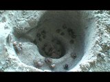 Swirling Vortex Trap Confuses Hermit Crabs
