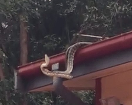 Carpet Pythons Battle It Out During Mating Season