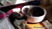 Pair of Cats Fight Over Who Gets to Lie in the Sun