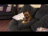 Cute Dog Steals Apple and Petulantly Eats It on the Couch Like a Human