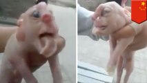 Deformed pig: piglet with penis on forehead born in China - TomoNews