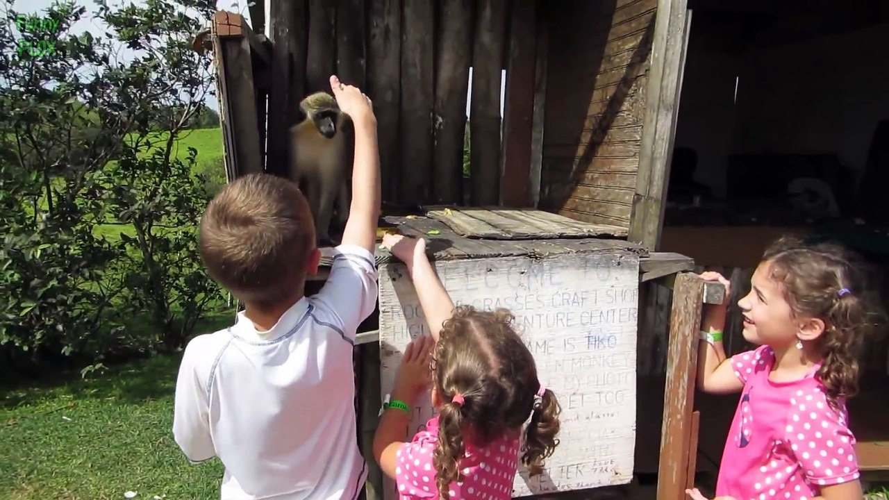 Top 10 Most Funny Monkey Videos 2015
