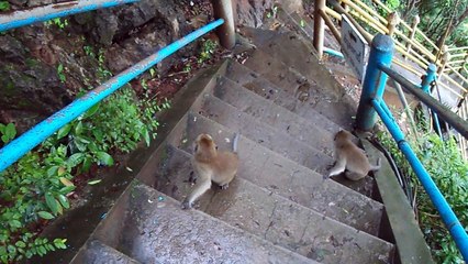 Oh les petits voleurs sont là!!!