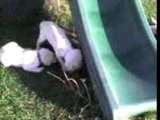 chiots labrador jouent avec une peluche