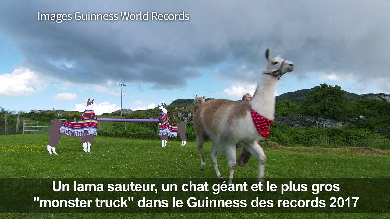 Un lama sauteur et un chat géant dans Guinness des records 2017