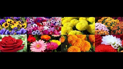 Apple ber Plant Hybrid Marigold Hybrid Chilli Capsicum Taiwan papaya Plant - hitechnursery in