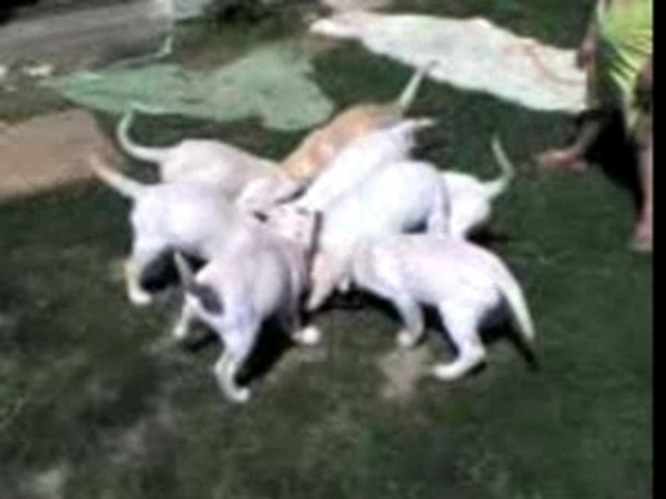 chiots labrador passent à table