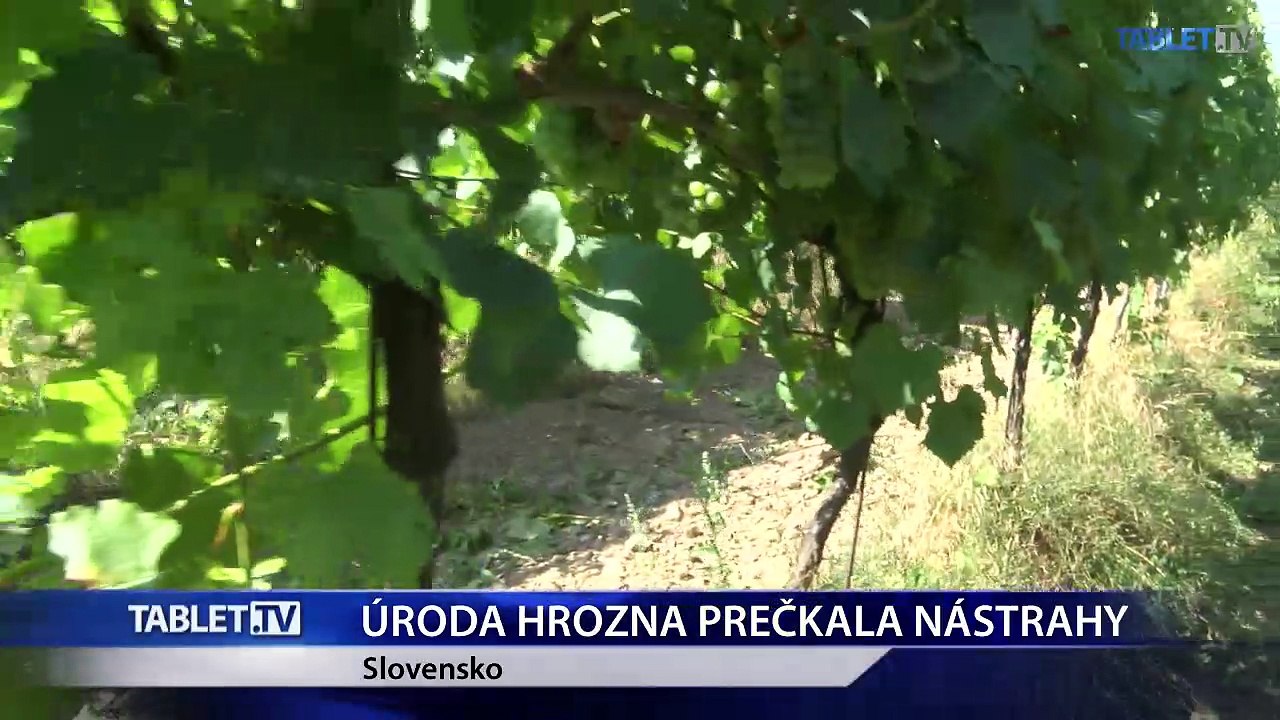 Úroda hrozna prečkala rôzne nástrahy, začínajú sa oberačky