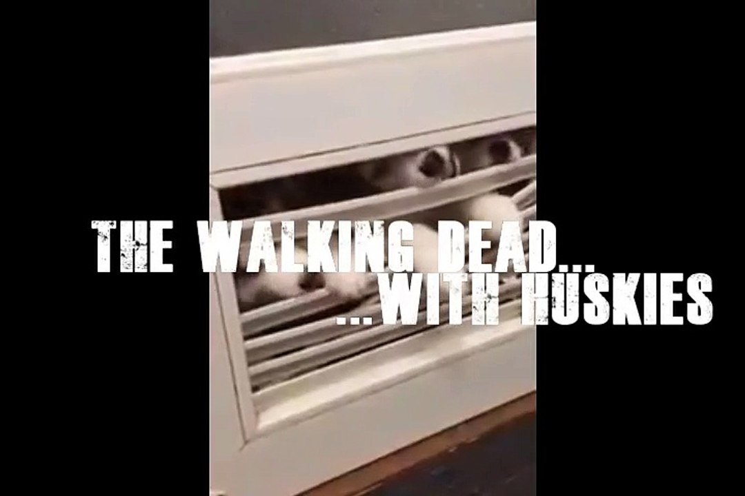 The Walking Dead... With Huskies