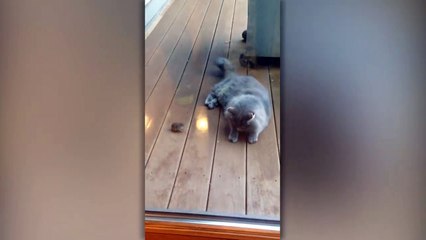 Tom et Jerry dans la vraie vie... une toute autre version !