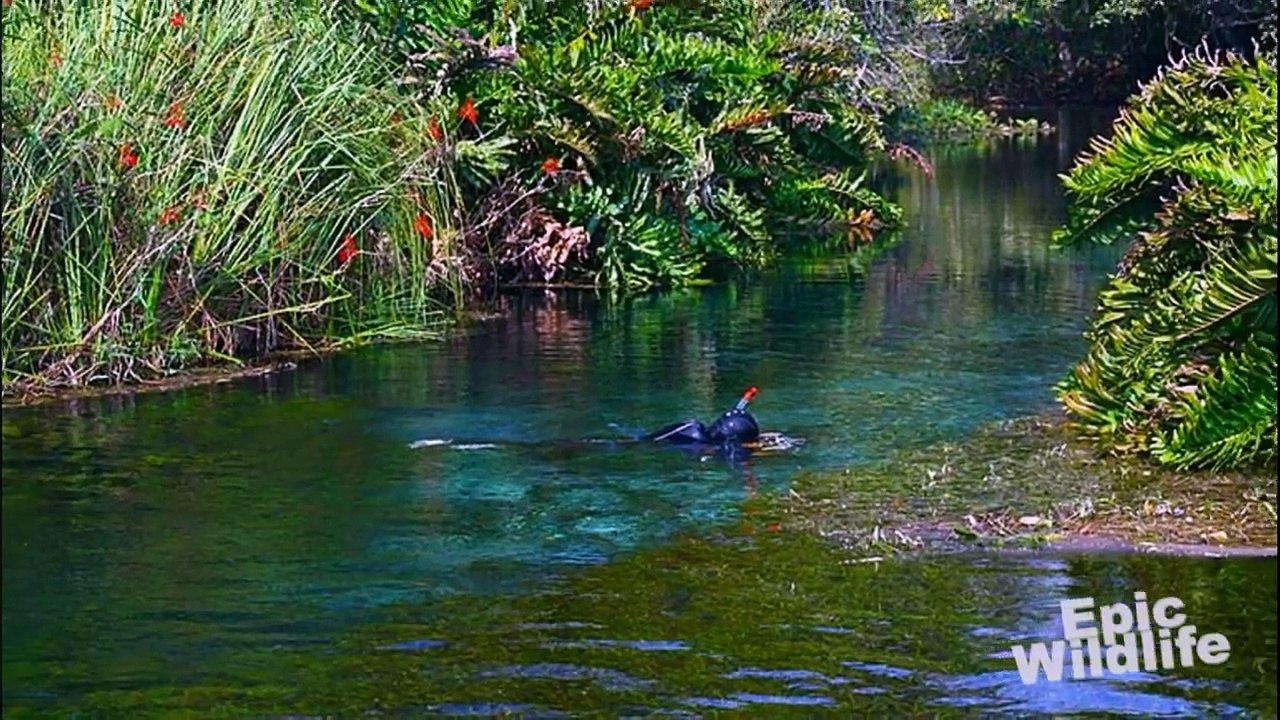 Mergulhador fotografa anaconda de 8 metros no Brasil
