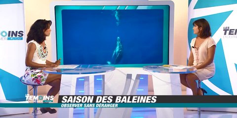 Baleines : quelles sont les règles à respecter pour les observer ? - LTOM