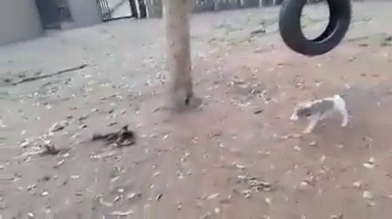 Un jeune chien
