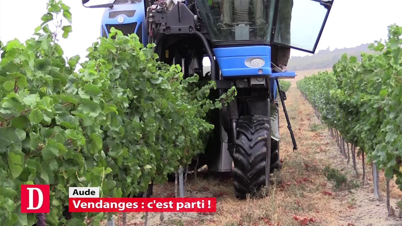 Vendanges dans l'Aude : c'est parti à la cave Malepère