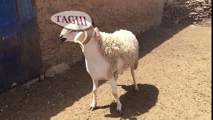 اللهم بارك أكبر كبش صردي لسنة 2016 - ماشاء الله l عيد الاضحى  2016