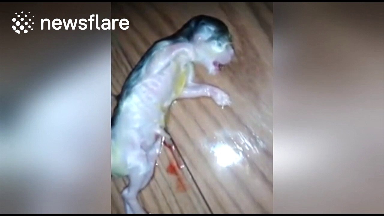 Newborn kitten is saved by owner after he stopped breathing