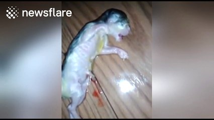 Newborn kitten is saved by owner after he stopped breathing