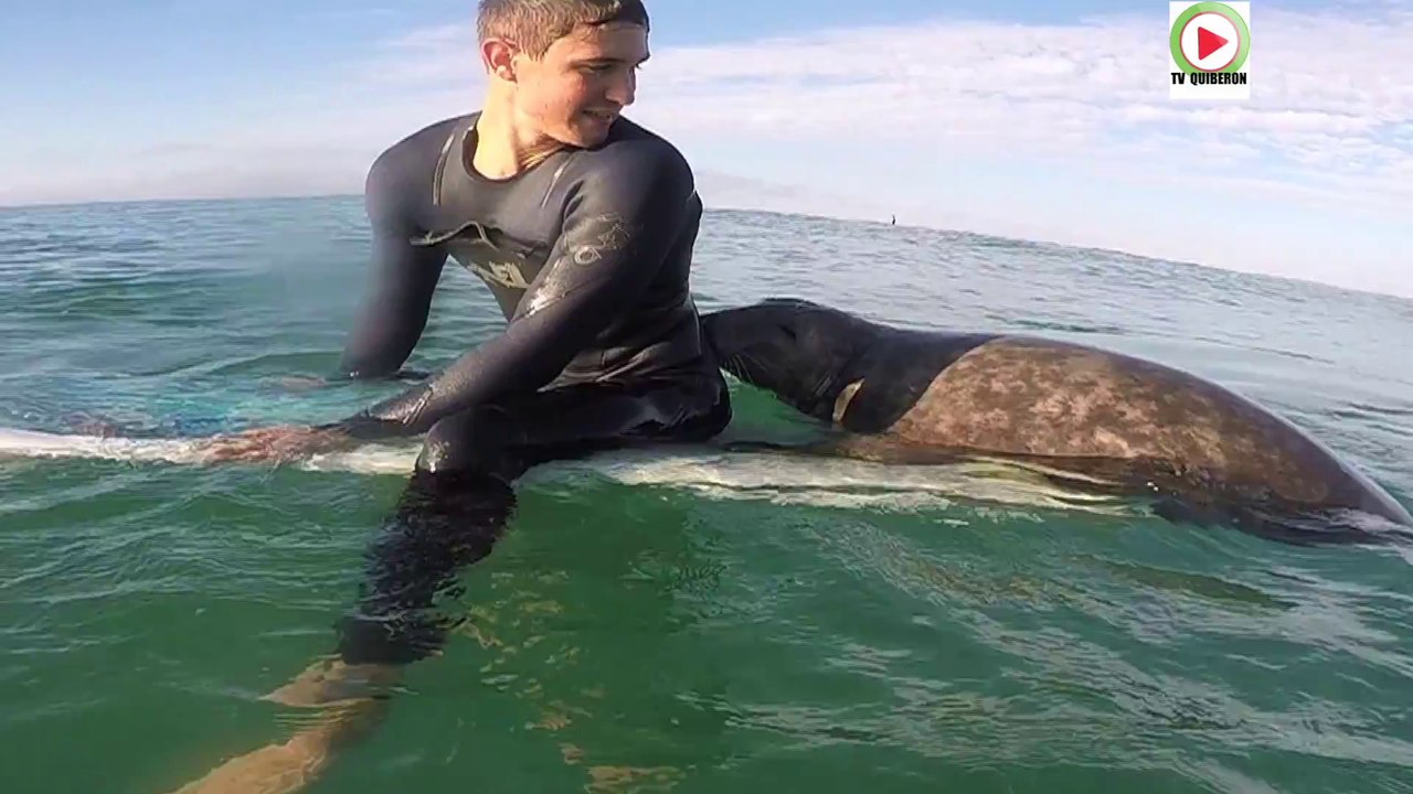 You le Phoque joue avec un surfer breton - TV Quiberon 24/7
