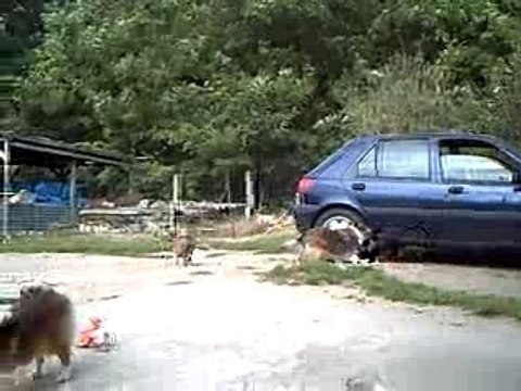 Chiots Anaïs et Voyou à 10 semaines