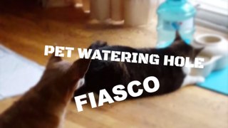 Pet Water Fiasco