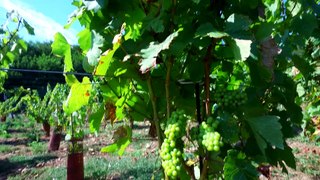 Des Vignes en Normandie - LM Effervessence - 7CIS