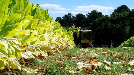 récolte automatisée du tabac Burley 2016