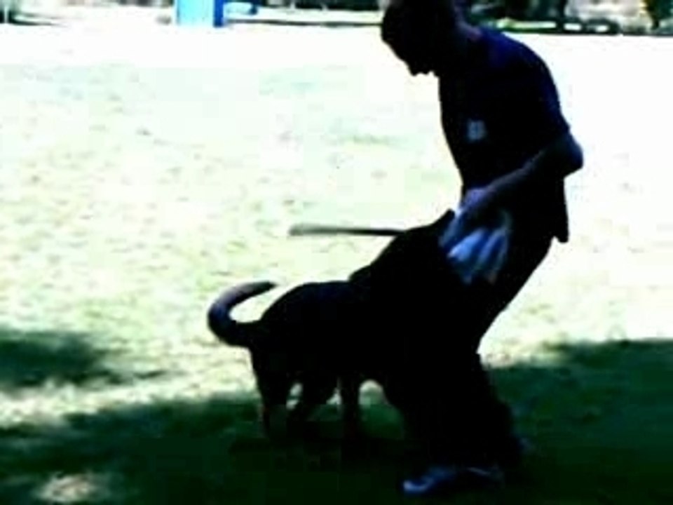 Bony,7 mois, debourrage au mordant