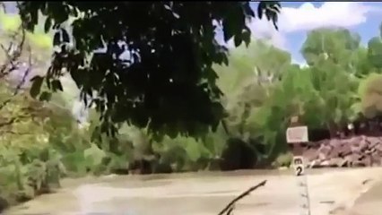 Docenas de cocodrilos se prepararon para atacar personas en un puente