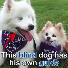 Hoshi e Zen cão cego e o seu ajudante