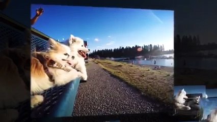 Um cão cego e o seu melhor amigo