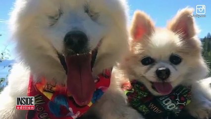 cão cego e o seu cão guia