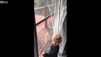 Combat entre 2 pythons