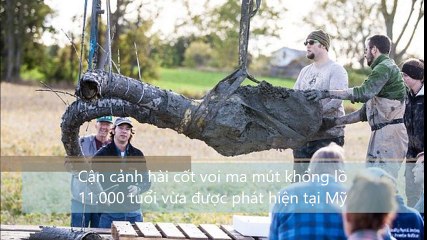 Cận cảnh hài cốt voi ma mút khổng lồ 11.000 tuổi vừa được phát hiện tại Mỹ