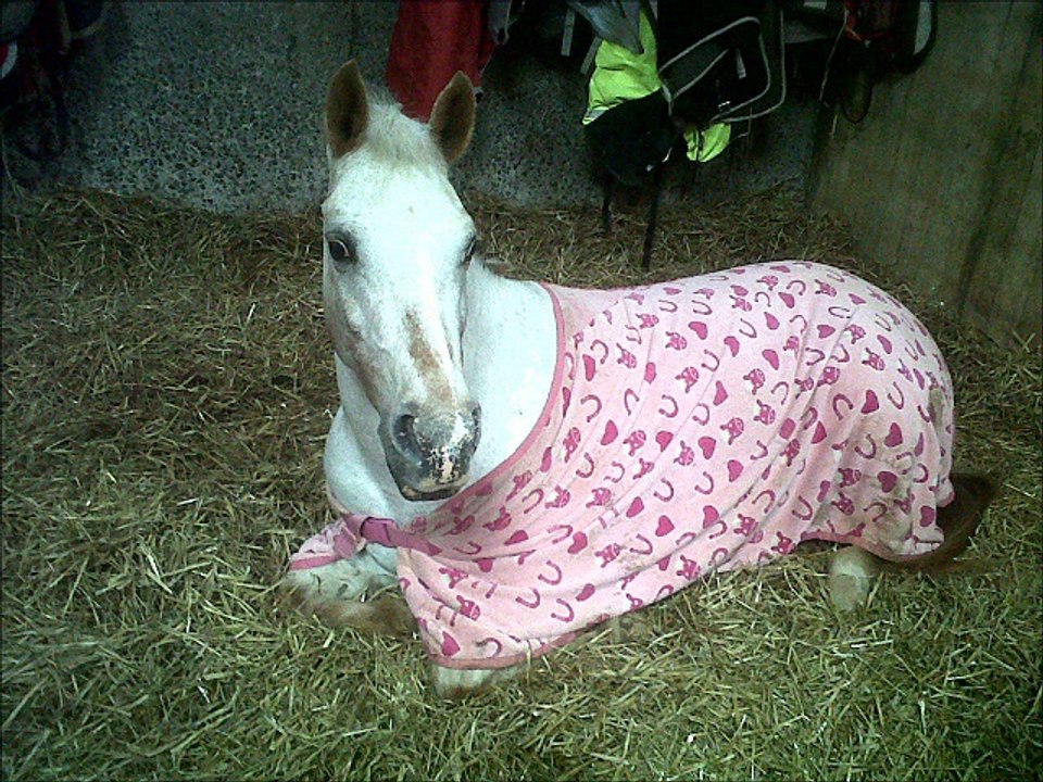 sillaton farm 2012