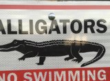 Preview: Alligators near Fort Myers school  bus stop