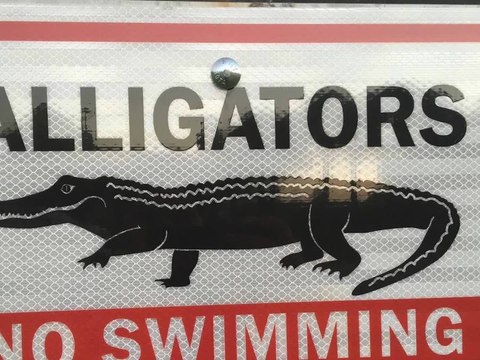 Preview: Alligators near Fort Myers school bus stop