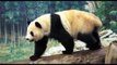 El oso panda ya no está en peligro de extinción
