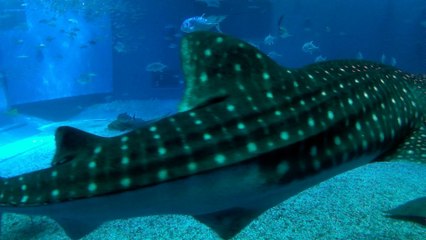 【4K画質】美ら海水族館ジンベエザメ - POSSO「P001R」撮影サンプル