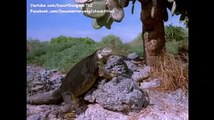 BBC Nature documentary | Galapagos Islands : Traveling to the Galápagos Islands english subtitles