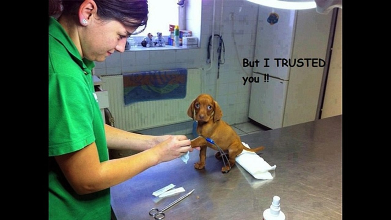 Going to the Vet
