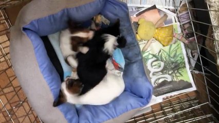 Puppy Sibling Rivalry