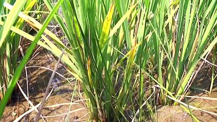 Giảm nghèo Tây nguyên Quảng Nam số 3