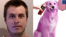 Burglar paints dog purple after crashing stolen car and breaking into house - TomoNews