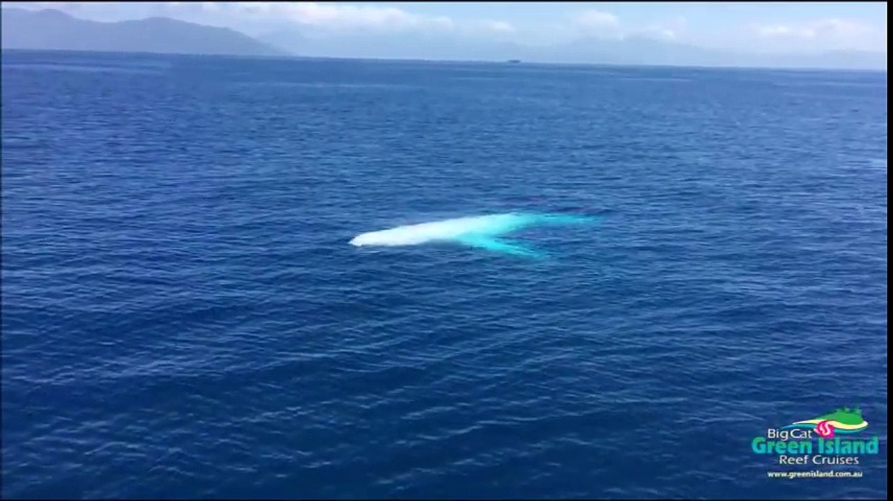 Une énorme baleine passe sous le bateau de touristes en Australie